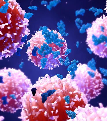 Peripheral Immune Tolerance and the 2025 Nobel Prize