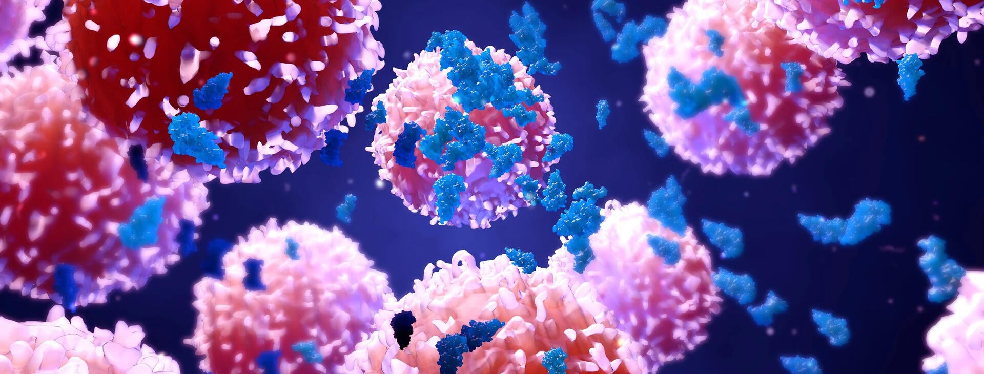 Peripheral Immune Tolerance and the 2025 Nobel Prize