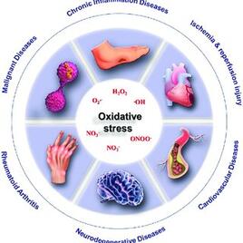oxidative stress Oxidative stress and its health outcomes