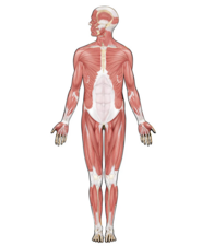 A picture of the human muscular system